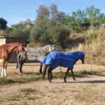 Field Livery